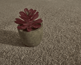 Ariel Soft Touch Saxony Carpet